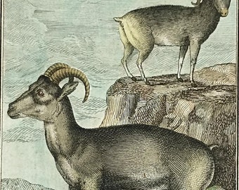 アンティーク/ムフロン/羊 1840 動物彫刻 2 個セット、ムフロン、ラム、羊、羊肉、オリジナルの