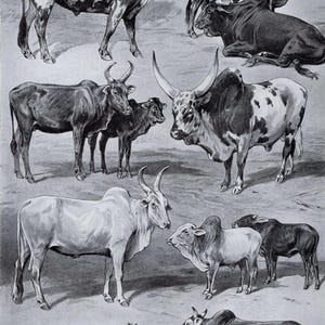Litografía antigua de 1903 de ganado colonial, arte mural de vacas vintage, Ankole-Watusi, cebú, buey jorobado, toro africano, más de 120 años de antigüedad.