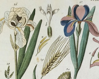 1804, 18th century antique print, hand colored german print, original botanic engraving, flowers wall art, plants gift wallart