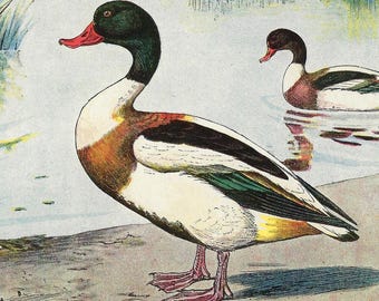1907 - Ducks Antique Print Waterfowl Lithograph Birds Lovers Home Decor Ornithology Wall Art Farming Wall Decor Old Print Common Shelduck