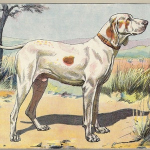 Puede incluir: Un perro blanco y marrón con manchas marrones se encuentra de pie en un campo de hierba alta. El perro está mirando hacia la derecha de la imagen. El perro lleva un collar de cuero marrón alrededor del cuello.