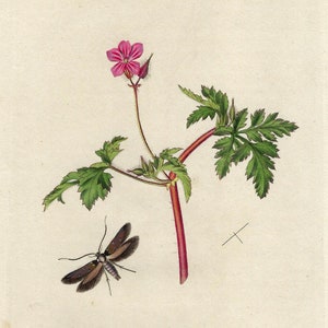 Impresión botánica y de polillas antiguas de 1827. Insectos y decoración de jardinería. Arte mural floral. Impresión de galería de insectos y botánica. Decoración naturalista.