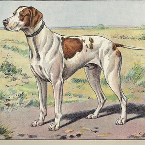 Può includere: Un cane da caccia bianco e marrone con macchie marroni si trova in piedi in un campo di erba verde. Il cane sta guardando a sinistra dell'immagine. Il cane è un pointer.
