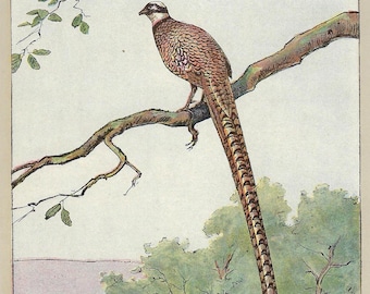 1907 Reeves's Pheasant Print Vintage Bird Print Rustic Decor Antique Game Bird Wall Art for Gift Country Wall Decor Hunting Lodge Gift