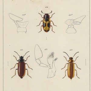 1859 - Stampa antica di coleotteri, stampa di insetti vintage, stampa di insetti, decorazione da parete per insetti, regalo per gli amanti degli insetti e dei coleotteri, storia naturale