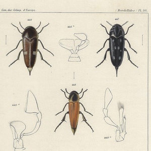 1859 - Stampa di coleotteri antichi, stampa di insetti vintage, regalo per gli amanti dell'entomologia, decorazione da parete con insetti, stampa colorata a mano, gioiello, decorazione da parete con insetti.