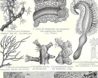 1903 Vintage CORAL print Antique Sea Life Wall Art Ocean Print Marine Artwork Sea Life Home Decor Ocean Gift Print Beach Artwork