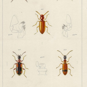 1859 - Stampa antica di coleotteri, stampa di insetti vintage, stampa di insetti, decorazione da parete per insetti, regalo per gli amanti degli insetti e dei coleotteri, storia naturale