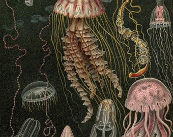 1903 Vintage Jellyfish Print Antique Marine Life Wall Art Exotic Sea Life Poster Ocean Life Lover Print Marine Artwork Home Decor