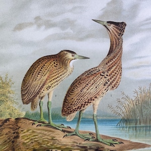 1897 GREAT BITTERN Bird Print Vintage Bird Artwork Birdwatcher Gift Ornithology Print Art Original Bird Lithograph Home Decor Naumann Print