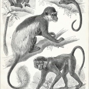 May include: A black and white illustration of four different types of monkeys. The monkeys are shown sitting or standing on branches. The illustration is labelled with the names of the monkeys in German.