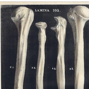 1844 Anatomical Antique Print Skeleton Wall Art Human Arm Bones Vintage Medical Gift Print Office Decor Clinical Artwork Anatomy Home Decor