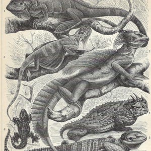 May include: A black and white vintage scientific illustration titled Eidechsen II, featuring seven numbered lizard species including an iguana, basilisk, and gecko, with detailed Latin names and scale ratios listed at the bottom of the print.