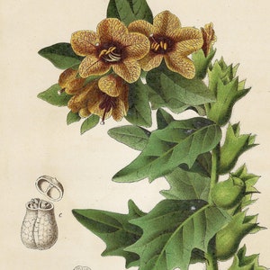 1886 Vintage Flower Print Antique Botanical Wall Art Floral Home Decor Flowers Cottagecore Decor Gardening Art Vintage Plants Art Gift