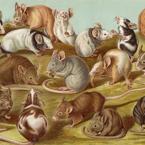 Breeds of the House Mouse Rare Antique Print from 1893 Mouses Artwork for Gift Antique Lithograph Home Decor Mouse Wall Art Farming print