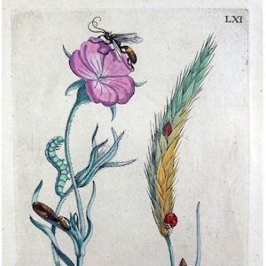 Grabado botánico antiguo de 1730. Grabado vintage de insectos. Grabado de Maria Sibylla Merian. Obra de arte de flores antiguas. Grabado botánico. Impresión de coleccionista de insectos.