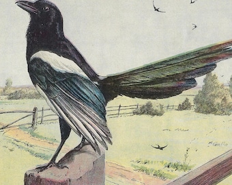 1907 Magpie Antique Print Common Magpie Bird Wall Art Black And White Bird Vintage Bird Room Decor Corvid Wall Decoration Print