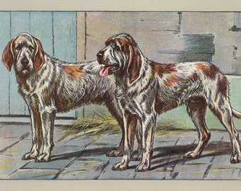 1907 Vendean Griffon, Vendeen Griffon, Hunting Dog Print, French Dog Lithograph, Wall Art, Pet Illustration