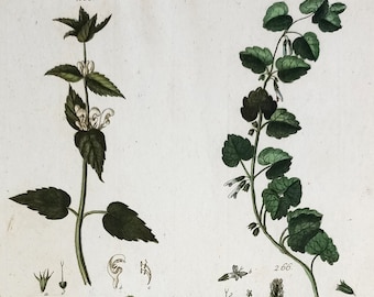 1804, 18th century original print, antique botanic engraving, hand colored german print, flowers wall art, plants gifted decore