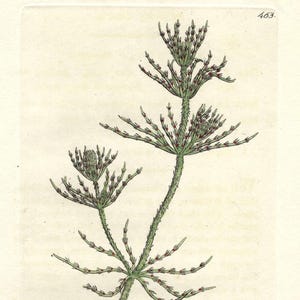 1796 Antique Algae Wall Art Vintage Botanical Gallery Engraving Floral Print Nature Gallery Wall Art Wildflower Poster Sowerby&#39;s Engraving