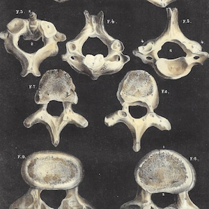 1844 anatomische antieke print skelet muur kunst menselijke botten vintage medische cadeau print Office decor klinische kunst wervels wervelkolom ruggengraat