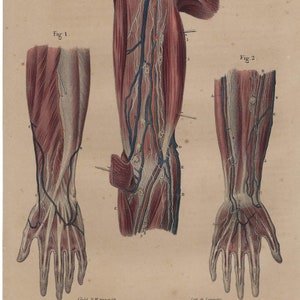 1854 - Stampa di anatomia umana, decorazione da parete medica vintage, fisiologia, stampa di anatomia vintage, decorazione clinica, stampa antica del corpo umano