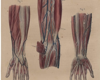 1854 - Human Anatomy Print Vintage Medical Wall Decor Phisiology Wall Art Vintage Anatomy Print Clinic Decor Antique Human Body Print