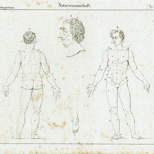 1828 - Antique Human Anatomy Artwork Medical Print Clinical Wall Decor Anatomy Wall Art Muscles Vintage Poster Clinic Decor