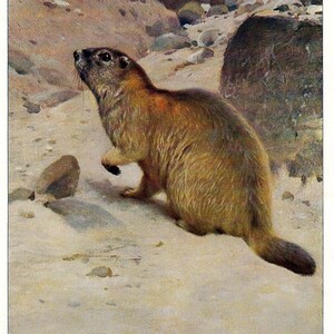 1901 Vintage ALPINE MARMOT Stampa Antica Decorazione da Parete per Fauna Selvatica Vintage Poster Marmot Arte da Parete Forestale Natura Opera d'Arte per Regalo Decorazione Cabina Lodge