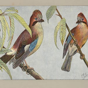 1907 Jay Antique Print Eurasian Jay Vintage Bird Wall Art Colorful Corvid Bird Illustration Natural History Decor Vintage Corvid Print