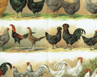 Litografía antigua de 1903 de razas de pollos. Impresión original de aves de corral. Litografía vintage de pollos. Decoración de pared estilo granja. Arte rústico de pared de granja.
