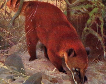 Stampa vintage di coati del 1901 - Quadro antico con coati rossi - Illustrazione di fauna selvatica esotica sudamericana - Litografia rara di Nasua