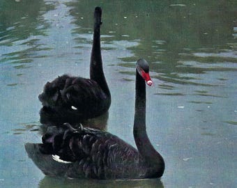 Litografia antiga de cisne negro de 1901 - Arte de parede original para observação de pássaros - Impressão vintage de cisne - Decoração elegante com aves aquáticas - Wilhelm Kuhnert