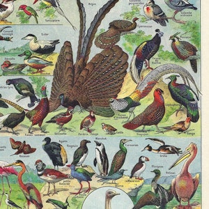 1922 Antique Birds Print Wild Birds Wall Art Vintage Birds Illustration Bird lovers Print Home Decor Original French Larousse illustration