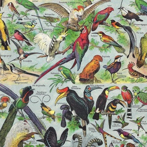 Vintage 1922 oiseaux sauvages impression oiseaux art mural vintage oiseaux illustration amoureux des oiseaux impression décoration d'intérieur observation des oiseaux Français illustration Larousse