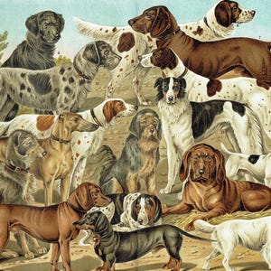 Pode incluir: Uma impressão vintage com uma coleção de várias raças de cães, incluindo pointers, dachshunds e sabujos. A ilustração mostra cães em diferentes cores e padrões, em um fundo de céu azul claro e folhagem verde.