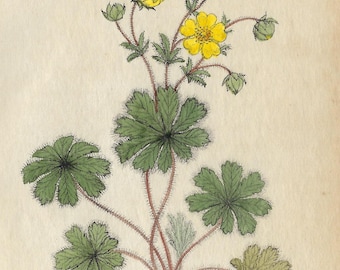 1824 Antique Potentilla Opaca Print Vintage Floral Print Botanical Plan Poster Hand Colored Flower Wall Art Gallery Wall Print for Gift
