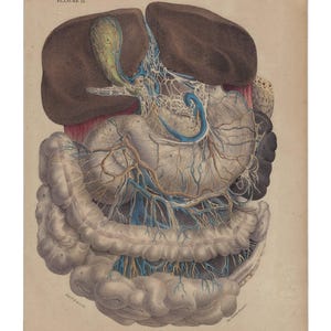 1854 - Stampa anatomica antica, stampa vintage di anatomia umana, stampa medica da parete, opera d'arte di fisiologia, poster vintage di anatomia, decorazione da parete del corpo umano