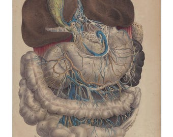 1854 - Antiker Anatomiedruck Vintage menschlicher anatomischer Druck medizinische Wandkunst Phisiologie Kunstwerk Vintage anatomisches Plakat menschlicher Körper Wanddekor