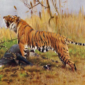 1901 - Stampa d'epoca di tigre, stampa antica di un grande felino, illustrazione di tigre, vecchia stampa di fauna selvatica, decorazione per la casa, regalo di caccia, arte murale