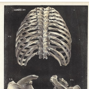 1844 Anatomical Antique Print Skeleton Wall Art Human Bones Lithograph Medical Gift Print Office Decor Clinical Artwork Thorax Ribs Spine