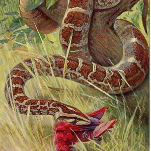 Puede incluir: Ilustración de una serpiente marrón y blanca enrollada alrededor de una rama de árbol, con un pájaro rojo en la boca. La obra de arte está ambientada en un entorno natural y herboso con hojas verdes y hierba alta.