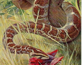 1901 Python Snake Print Vintage Indian Wildlife Print Antique Reptile Wall Art Jungle Decor Natural History Print Rustic Lodge Decor