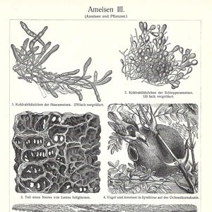 1903 Ants Print Insect Wall Art Ant Life Vintage Nature Illustration Rustic Decor Office Entryway Gift For Cottage or Naturalist Lover