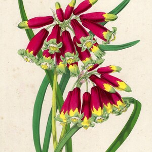 1873 Antique Flower Art Print Van Houtte Antique Wall Art Vintage Flower Decor Botanical Prints Garden Print Victorian Print Home Decor Art