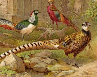 May include: An illustration of four different types of pheasants: a Diamond Pheasant, a Golden Pheasant, a Lady Amherst's Pheasant, and a Reeves's Pheasant. The pheasants are depicted in a natural setting with rocks, plants, and a stream.