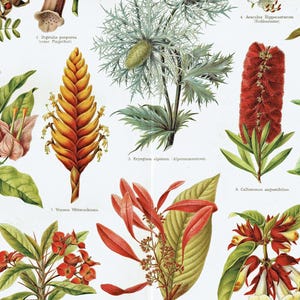 Lithographie ancienne de 1903 de plantes ornementales vintage impression botanique jardinage art mural oeuvre botanique plantes exotiques impression 122 ans