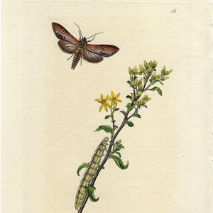 Impresión de mariposa antigua de 1824, grabado botánico, arte mural vintage de insectos, arte mural de flores coloreadas a mano, regalo de entomología, decoración de pared, impresión de jardinero