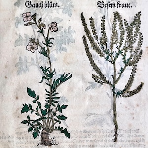 1560年頃のアンティーク植物彫刻、アンティーク植物プリント、ヴィンテージ手彩色植物、ドイツ植物学壁アート、花好きのアートワーク、ホームデコレーション