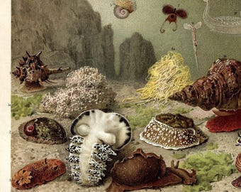 1903 Vintage Sea Snail Print Antique Marine Life Wall Art Exotic Sea Life Poster Ocean Life Lover Print Marine Artwork Home Decor